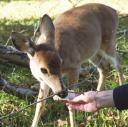 deer are often accused of spreading ticks infected with Lyme disease