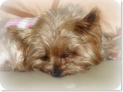 lily