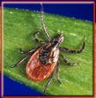 lyme-disease-blacklegged-tick The blacklegged tick is the tick responsible for spreading lyme disease
